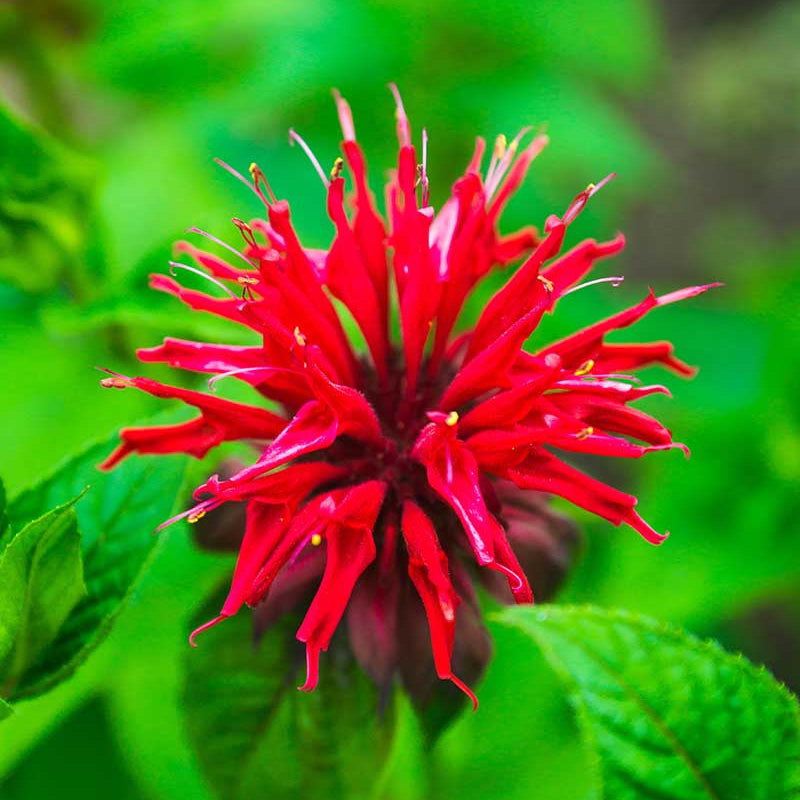 Bee Balm plant
