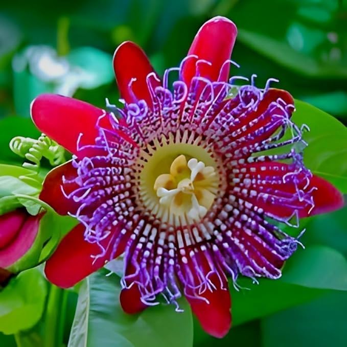 Red Passiflora flower seeds