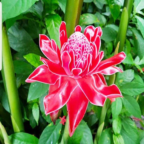 Pink Torch flower seeds