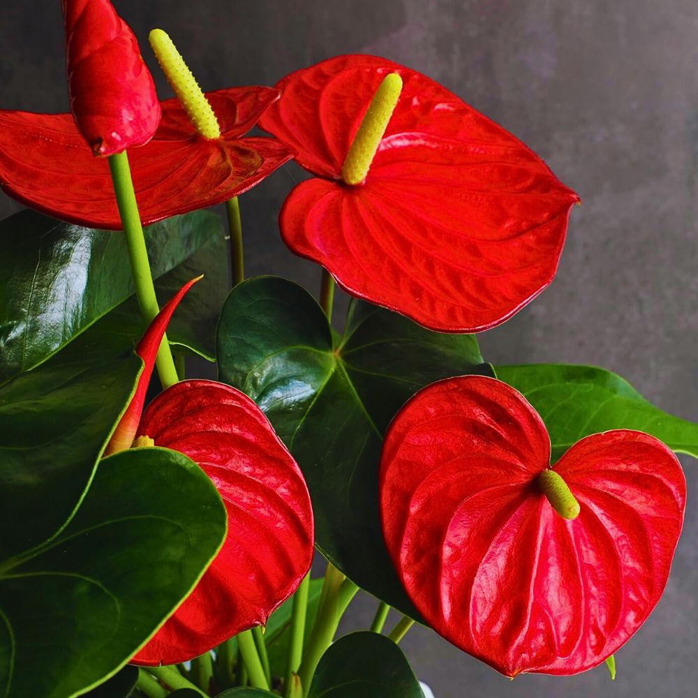 Anthurium flower seeds