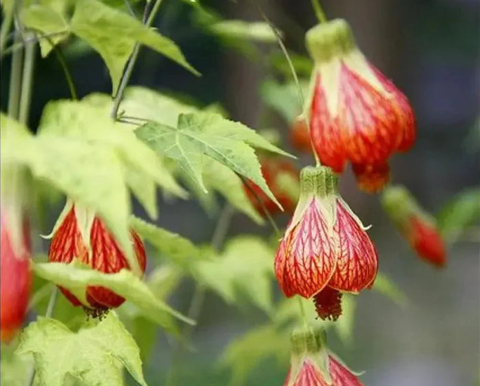 Red Abutilon flower seeds