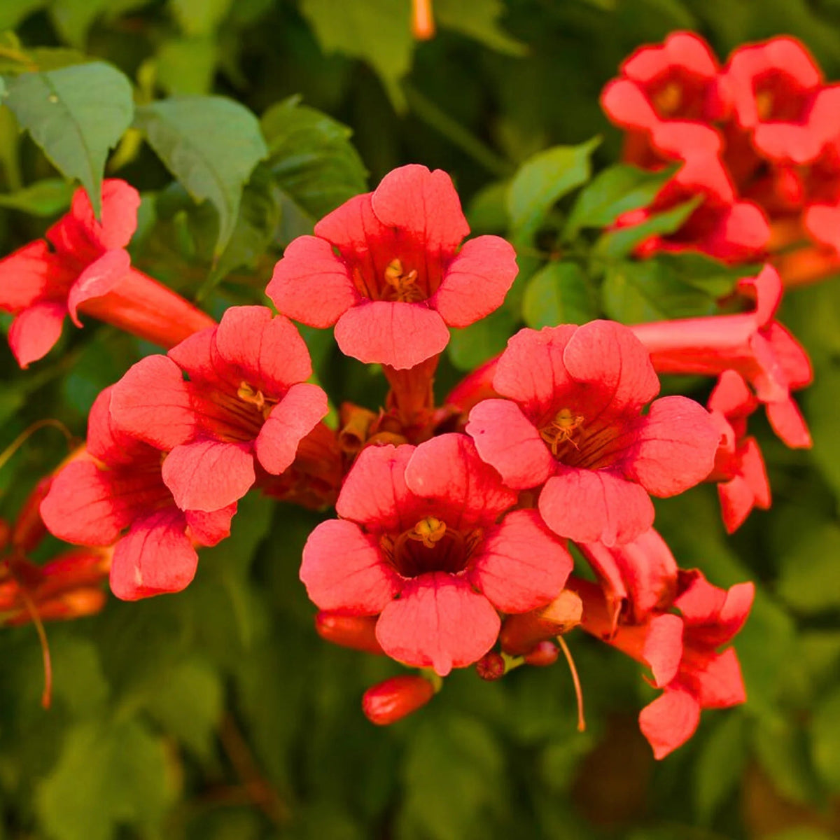 Radicans Trumpet Vine plant