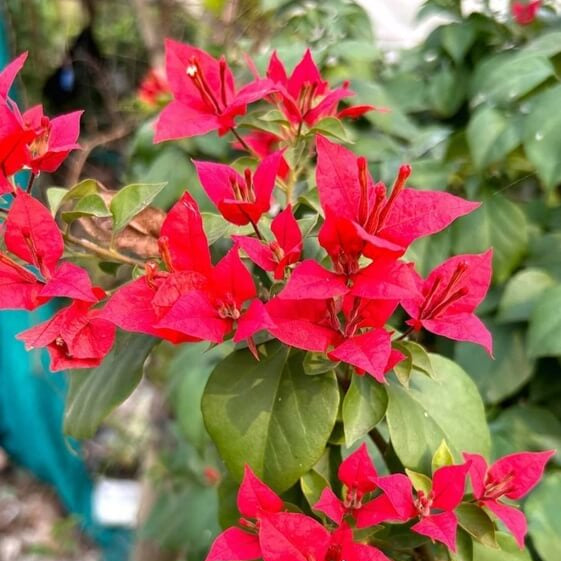 Red Bougainvillea plant