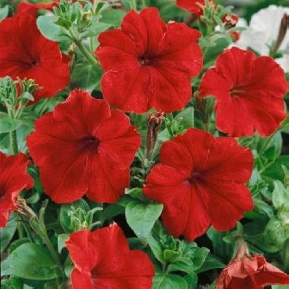 Red Calibrachoa plant