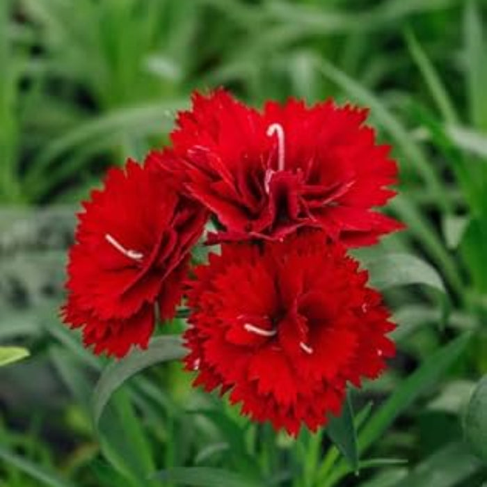 Red Carnation plant