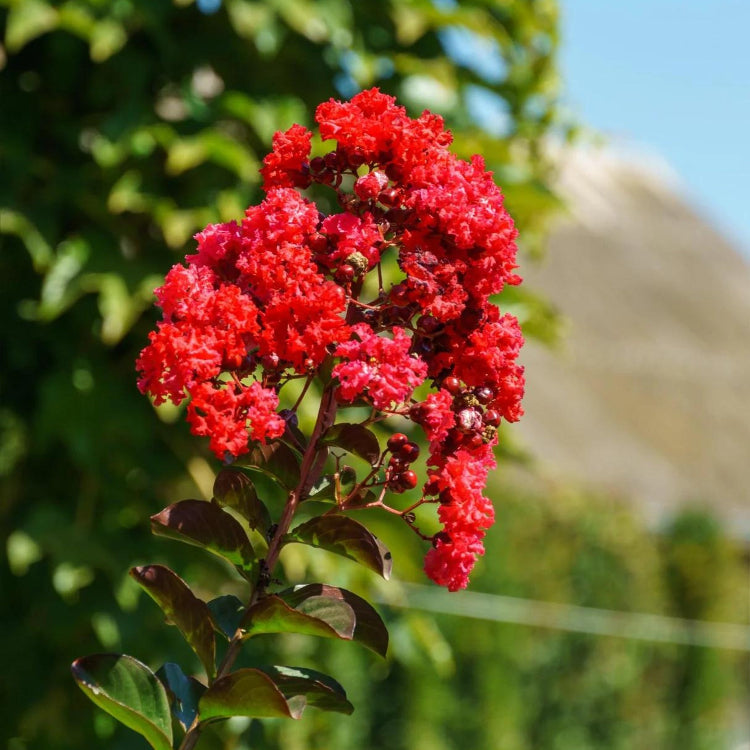 Red Crape Myrtle plant