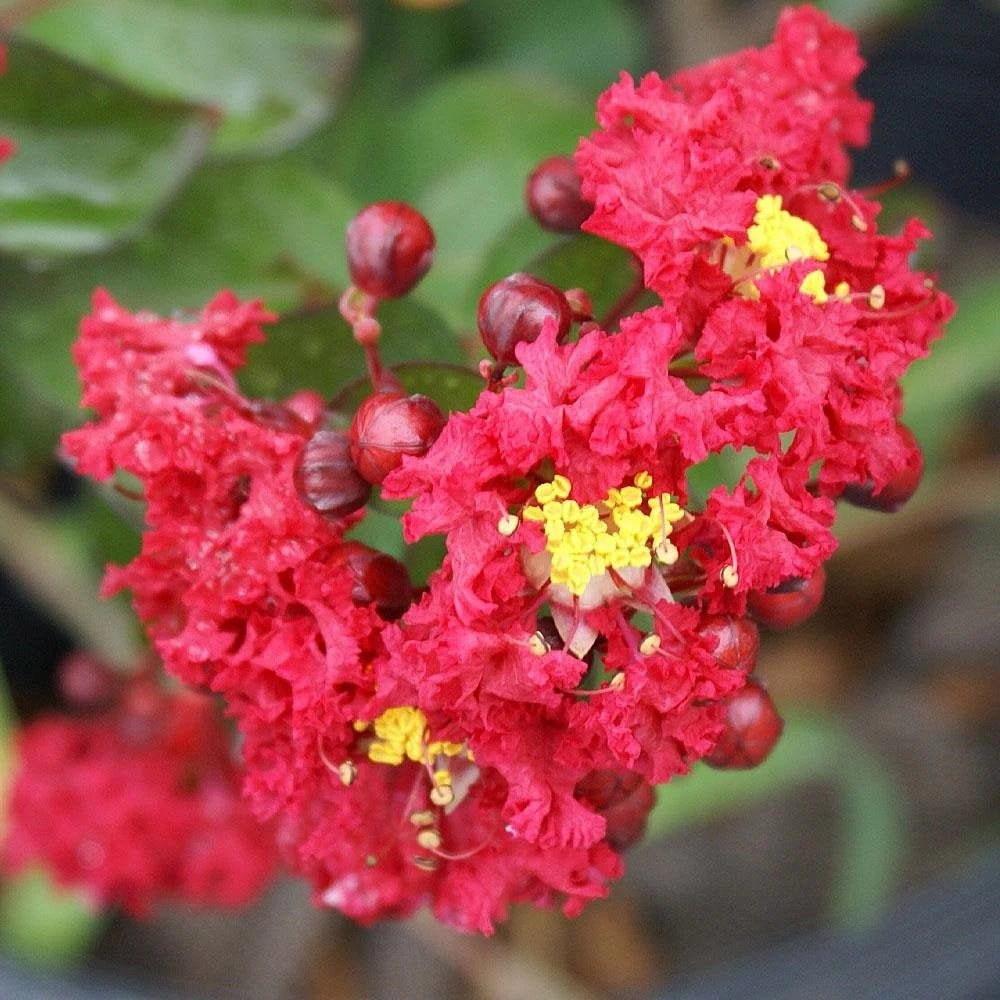 Red Crape Myrtle plant