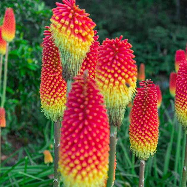Red Hot Poker plant