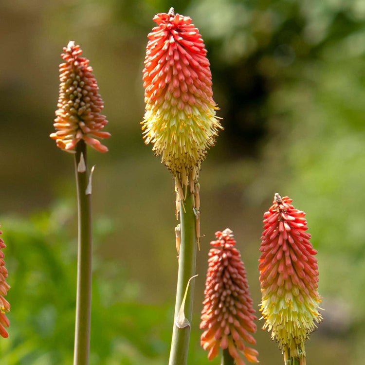 Red Hot Poker plant