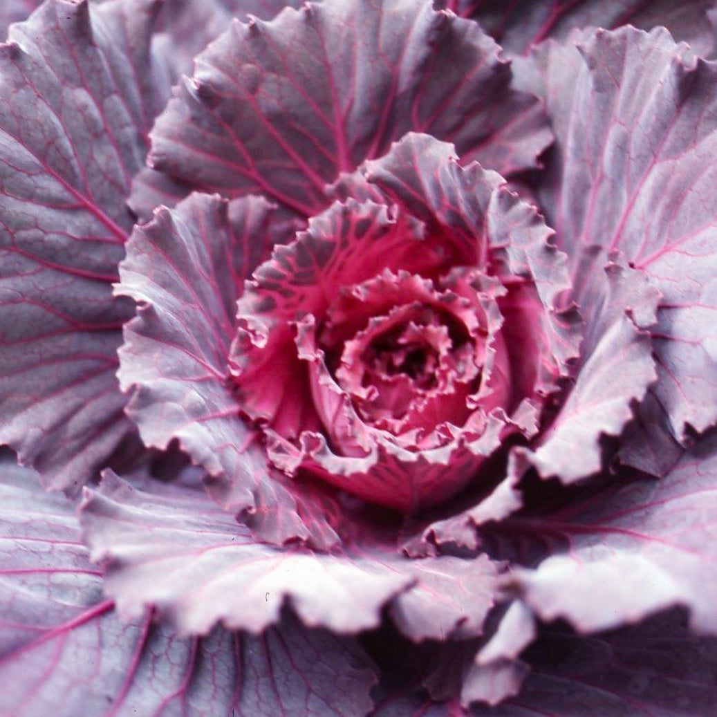 Red Kale plant