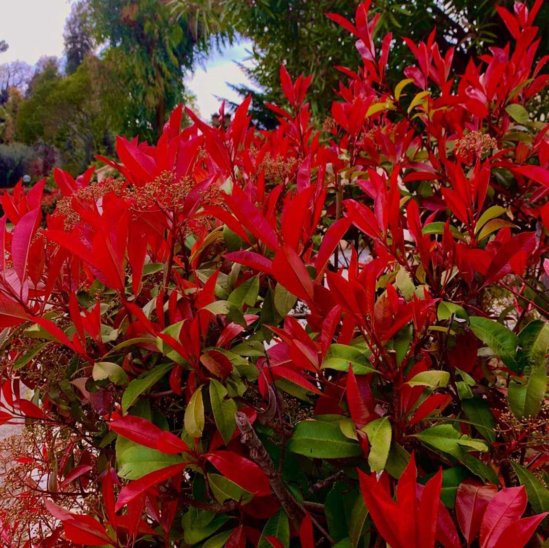 Red Photinia Robin plant