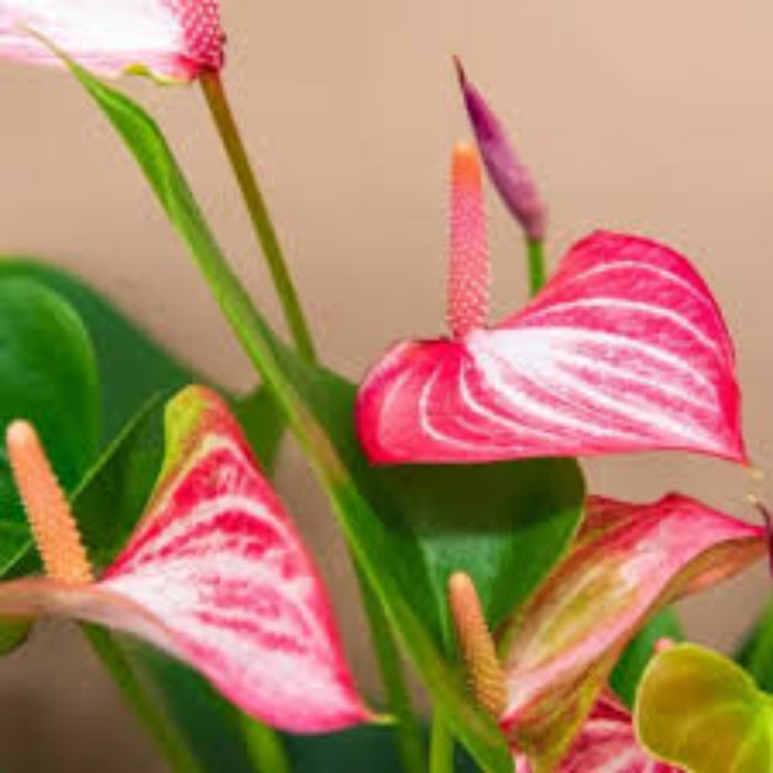 Pink White anthurium plant