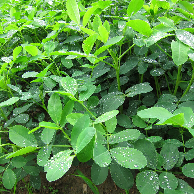 Red Skin Peanut plant