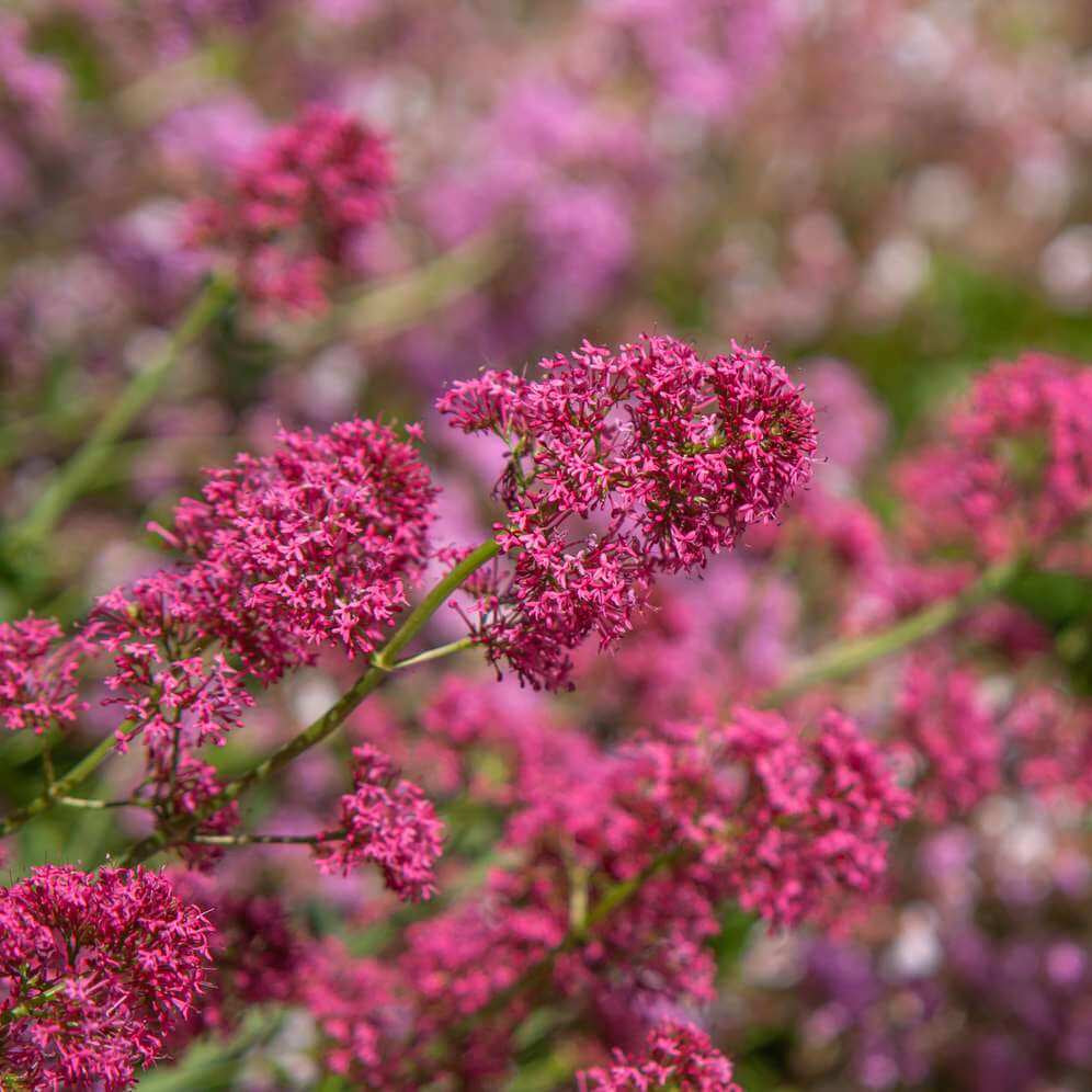 Red Spur Valerian plant