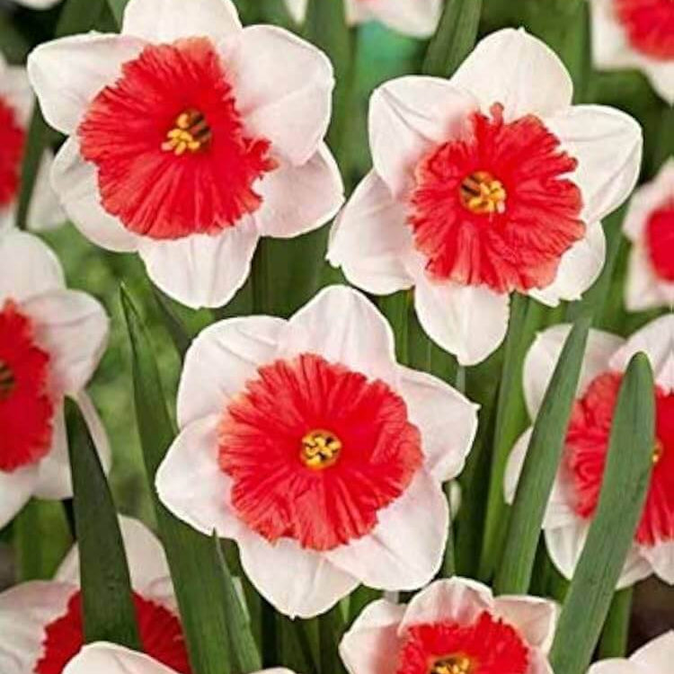 Red White Daffodil plant