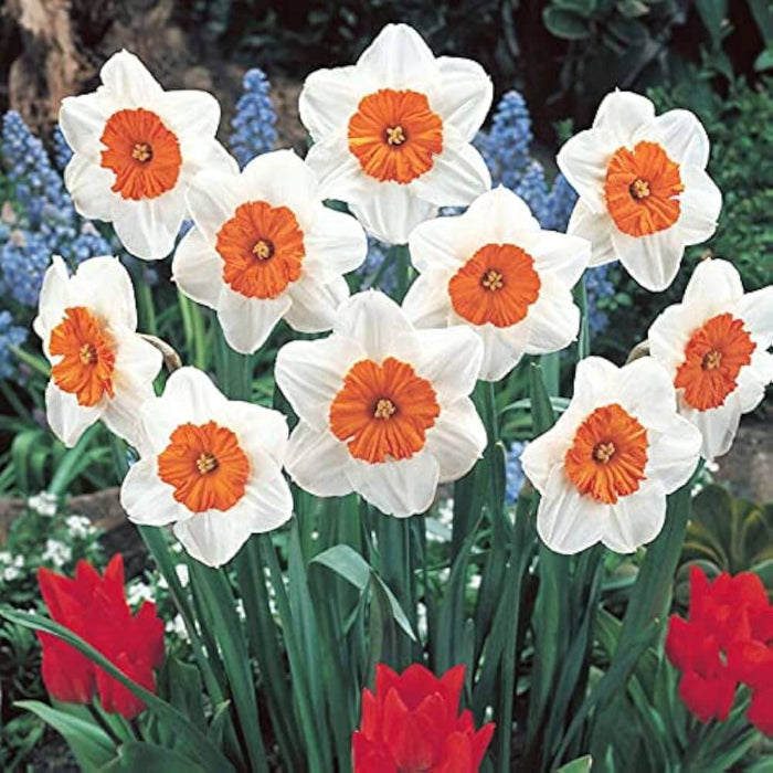 Red White Daffodils plant