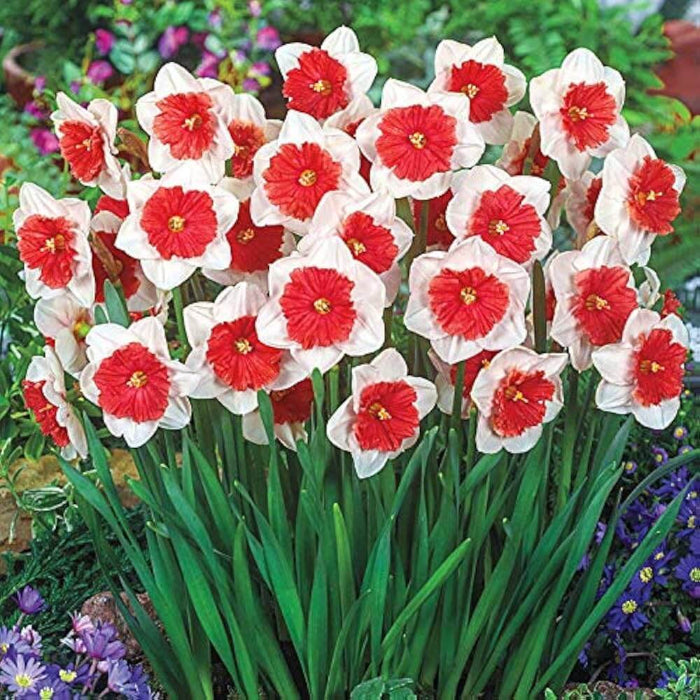 Red White Daffodils plant