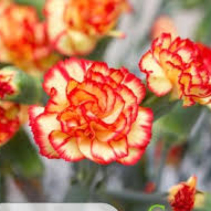 Red Yellow Carnation plant