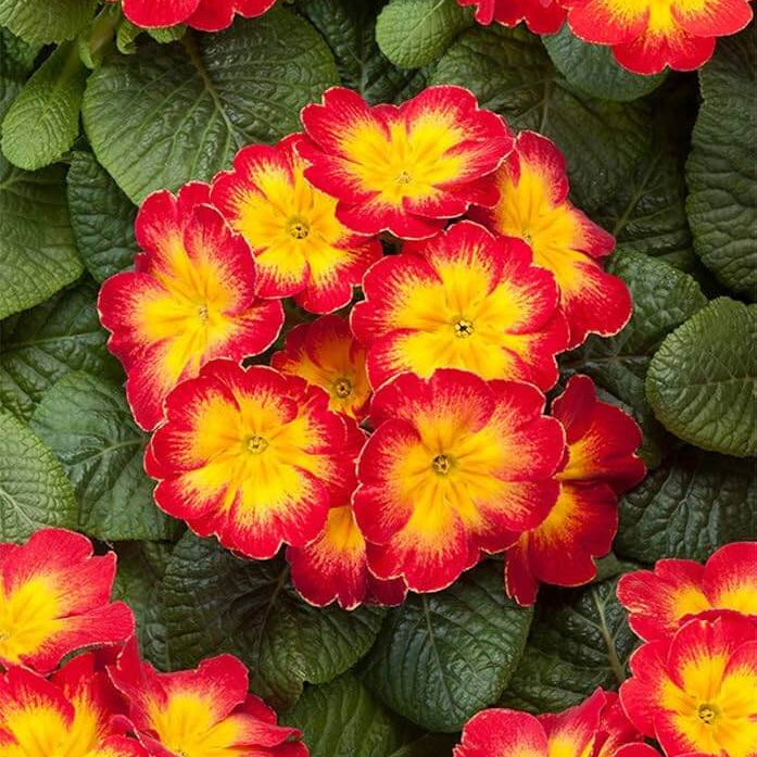 Red Yellow Primula plant