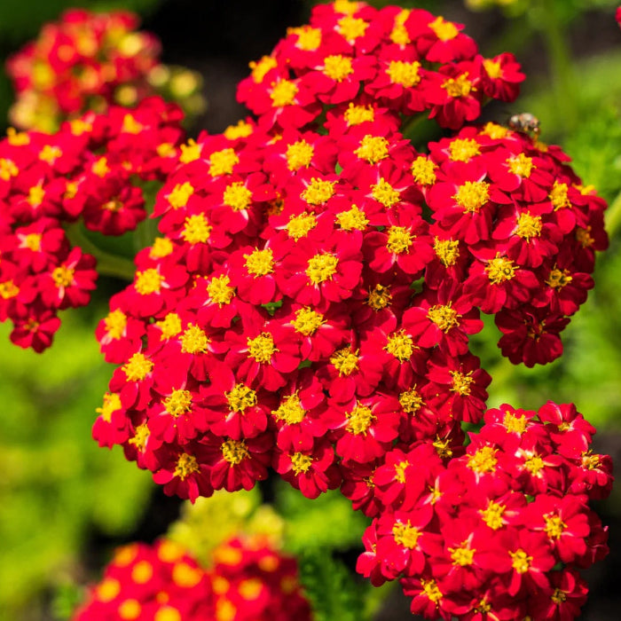 & Yellow Yarrow plant