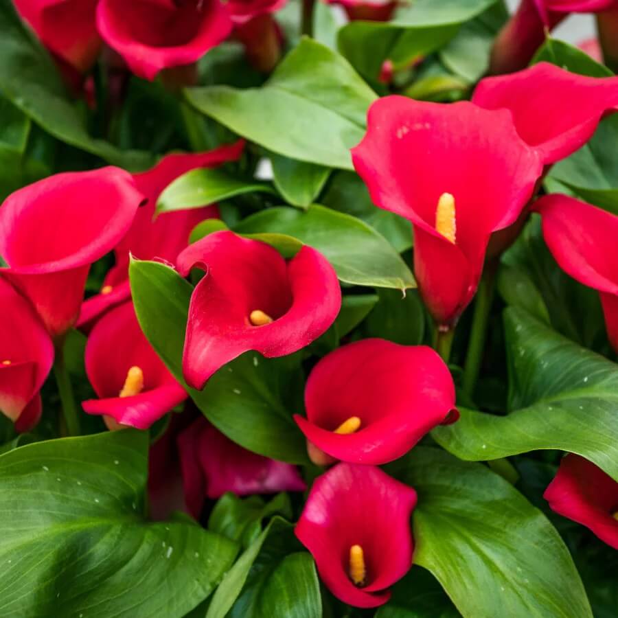 Zentedeschia calla lily plant