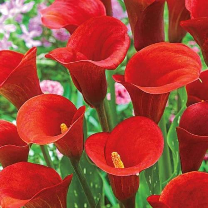 Zentedeschia calla lily plant
