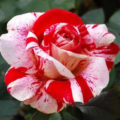 a Rose Bush plant