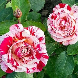 a Rose Bush plant