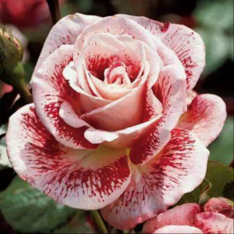 a Rose Bush plant