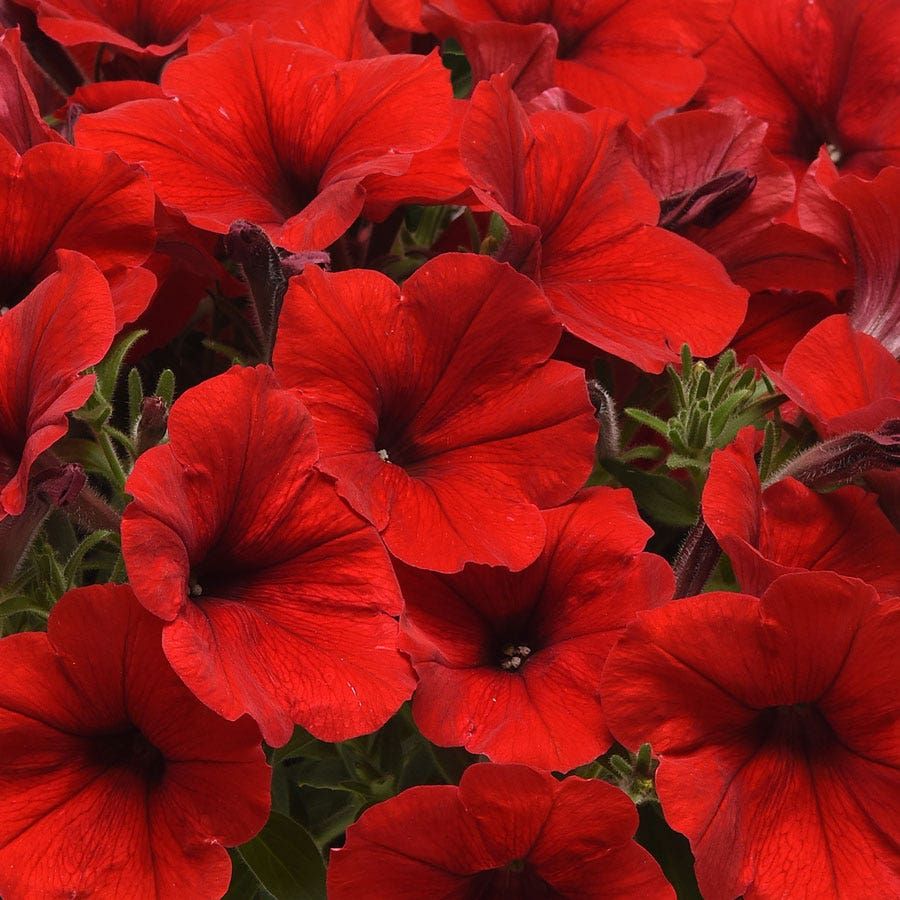 Red petunia flowers blooming in a garden