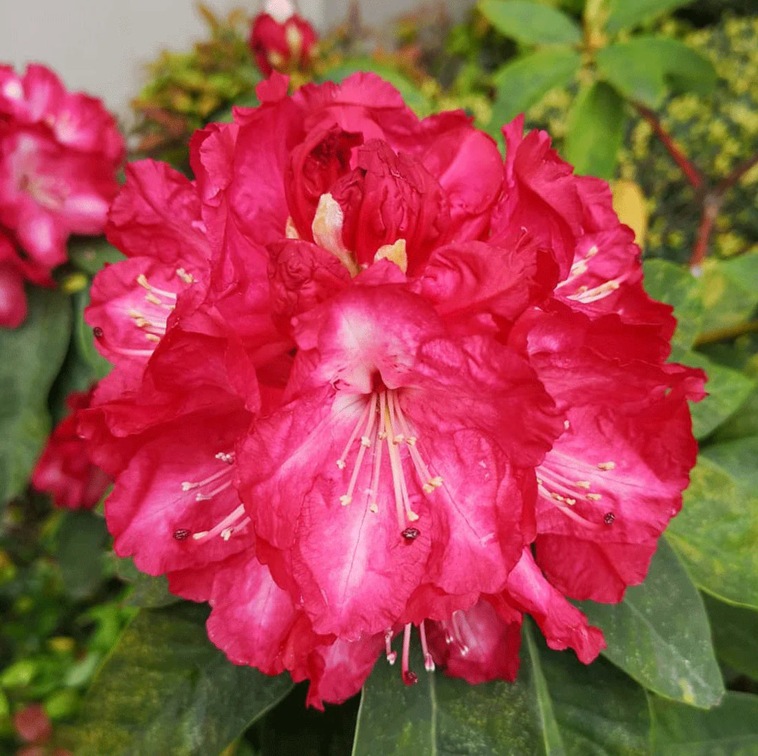 Light Red flower seeds