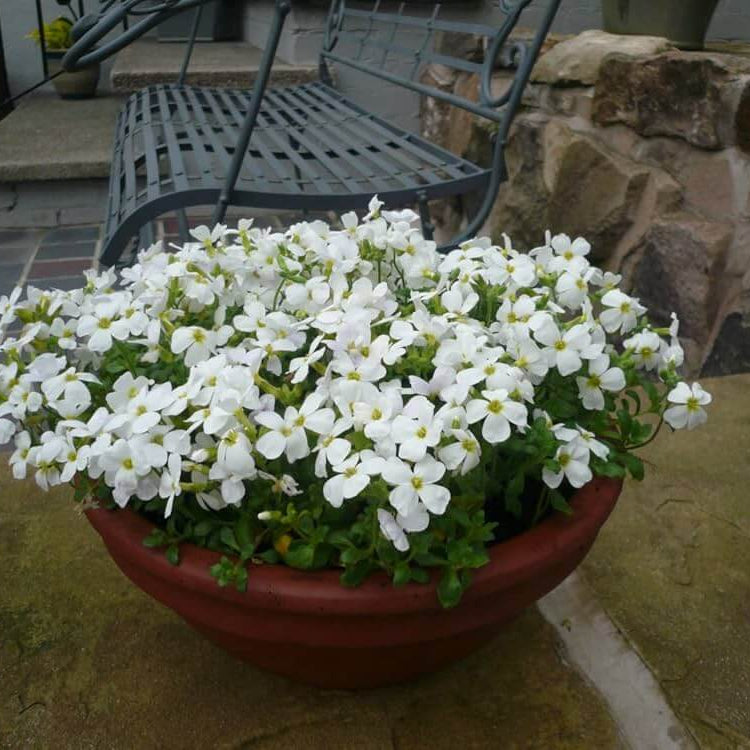 White Rock Cress plant
