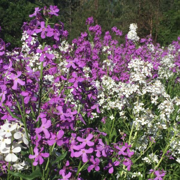 Rocket flower seeds