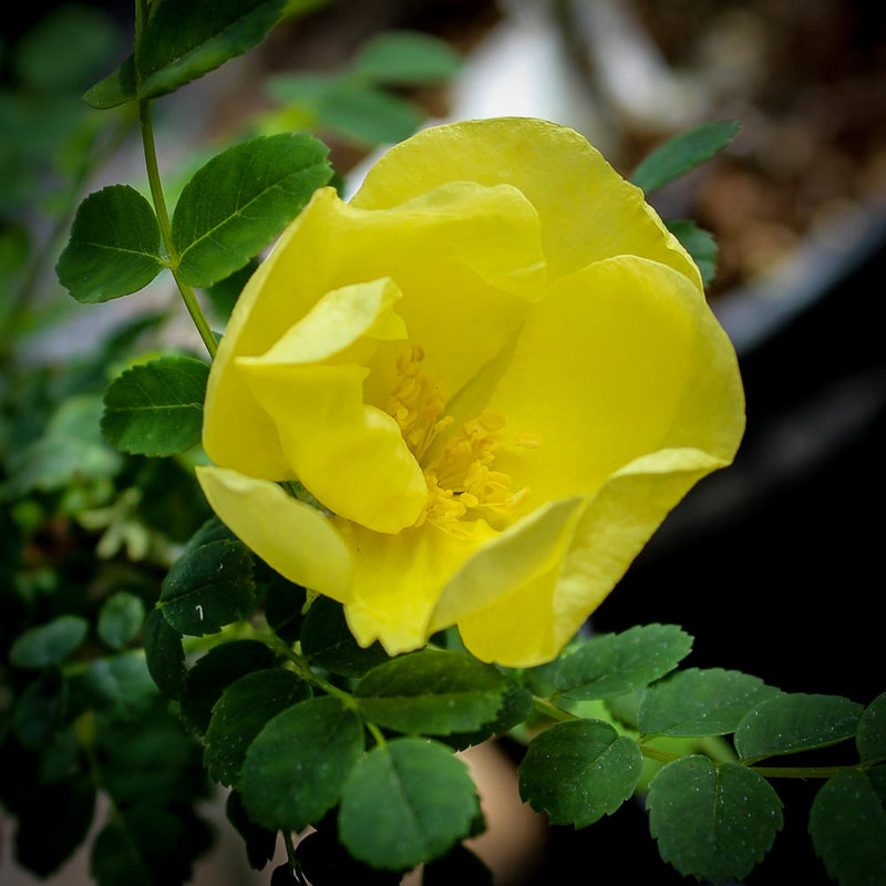 Yellow Hugonis Rose Flower Seeds for Planting – Heirloom Non-GMO Garden Seeds