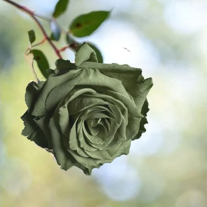 Army Green Rosa plant