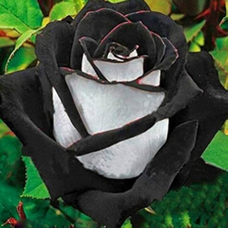 & White Rosa plant