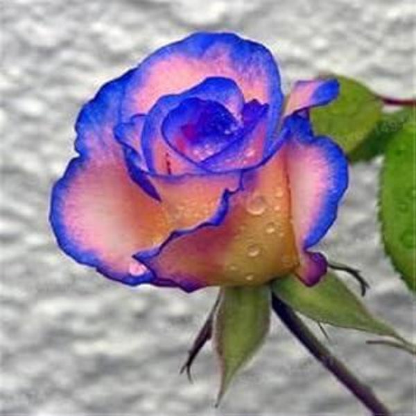 Blue Cream Rosa plant