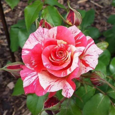 Candy Stripe Rosa plant