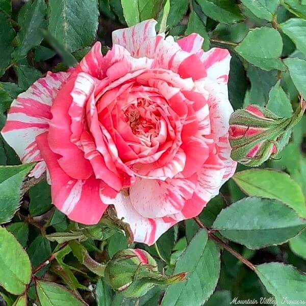 Candy Stripe Rosa plant