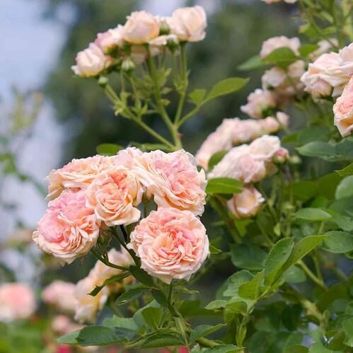 Cream Climbing Rosa plant