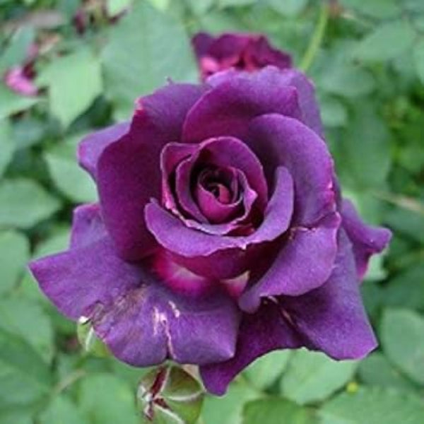 Deep Purple Rosa plant