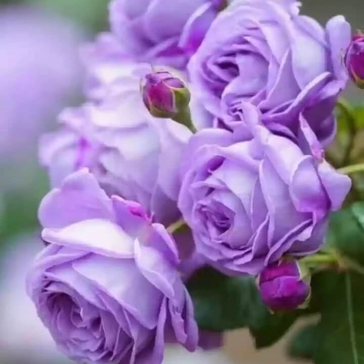 Fresh Violet Rosa plant