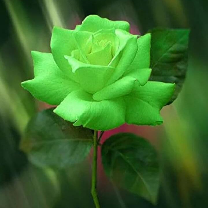 Green Rosa plant