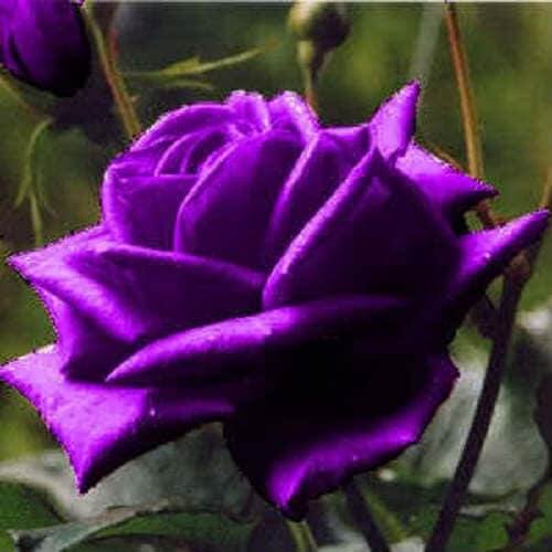 Purple Dragon Rosa plant