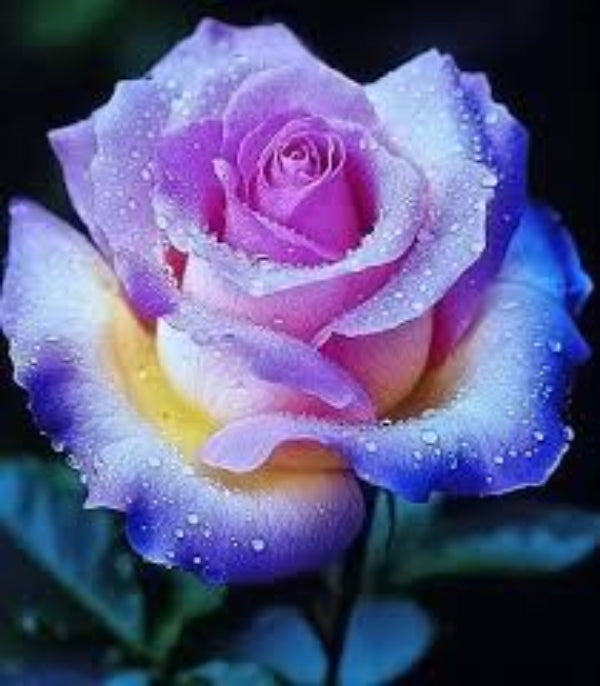 & Pink Rosa plant