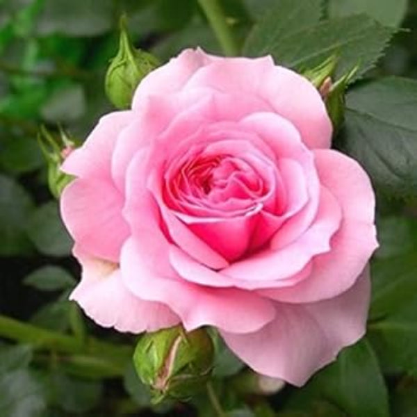 Pink Dragon Rosa plant
