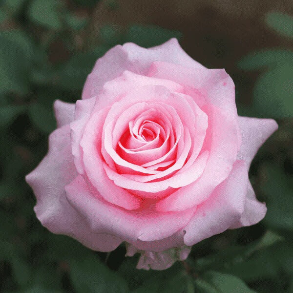 Pink Dragon Rosa plant