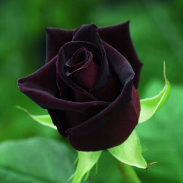 Red Climbing Rosa plant