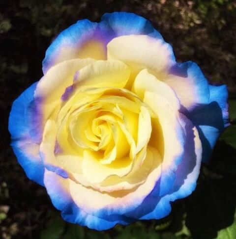 Blue Cream Rosa plant