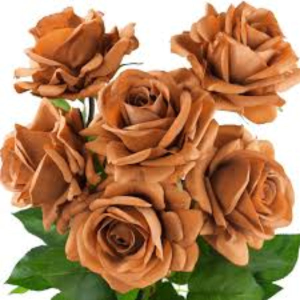 Brown Rosa plant